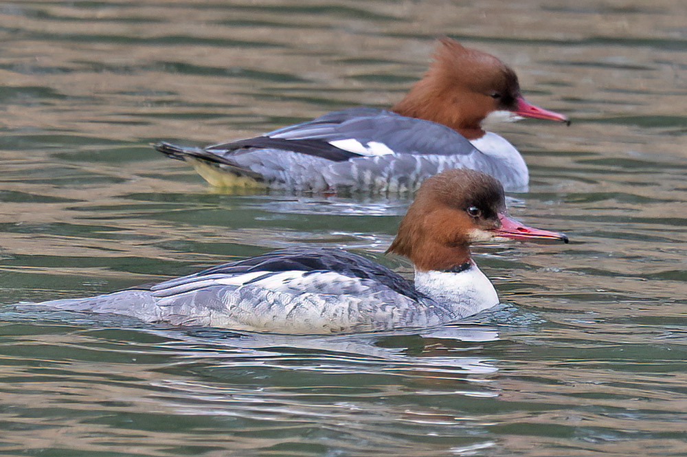 Goosander